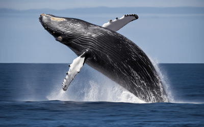 Escapada a Tromsø y avistamiento de ballenas con noche a bordo
