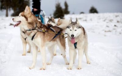 Descubre Alta con Amigos de 4 Patas: Una Aventura Ártica Inolvidable