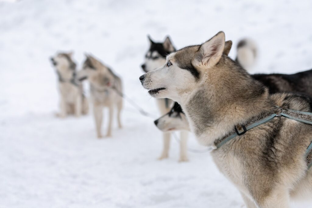 a group of dogs in the snow